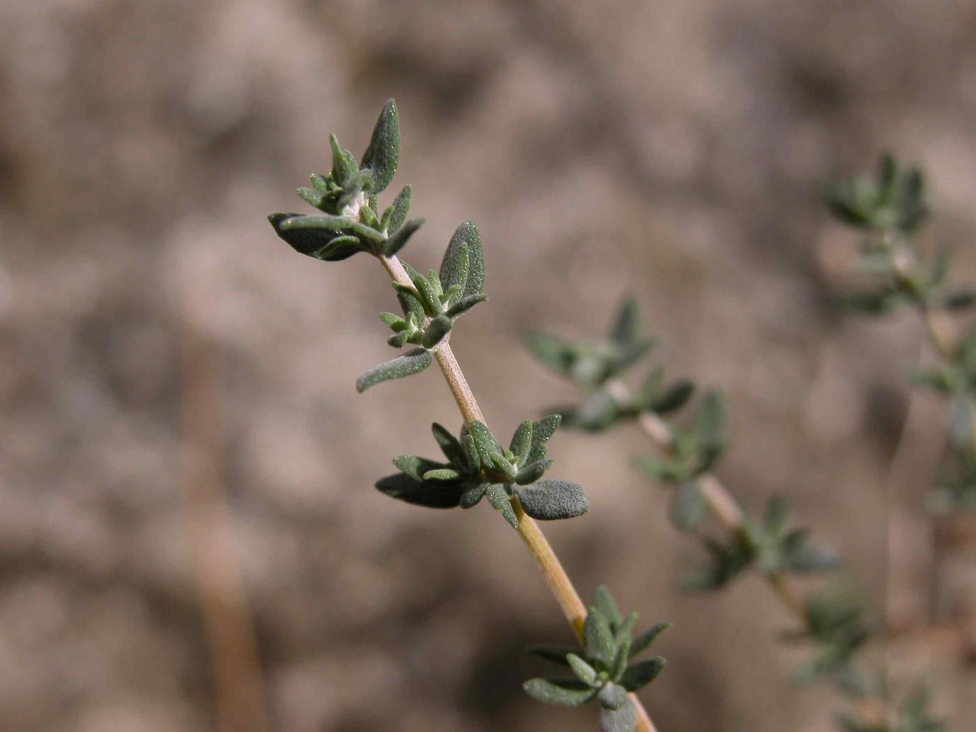 Thyme leaf